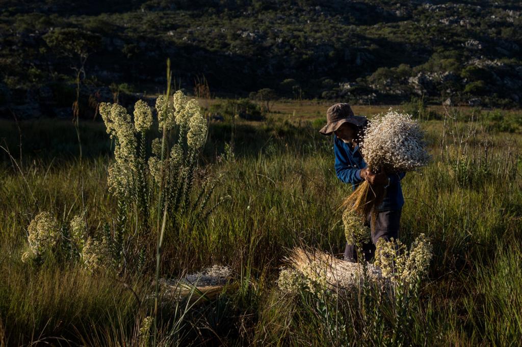Sistema Agricola tradicional