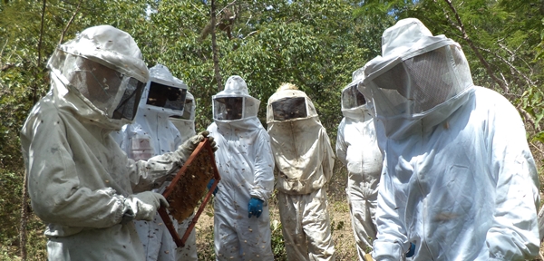 Produção de mel é alternativa de renda no interior de Minas Gerais