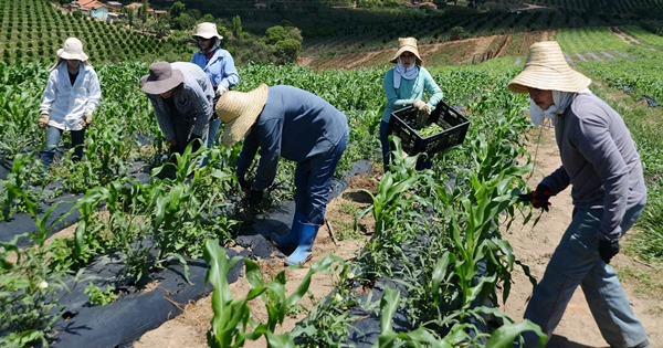 Ações do Governo do Estado em pequenas propriedades incentivam produção sustentável