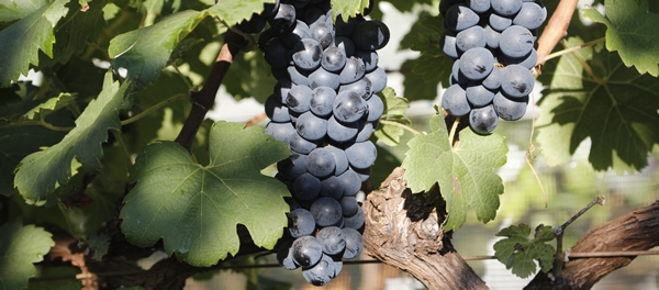 Vinhos premiados em Londres têm tecnologia da Epamig