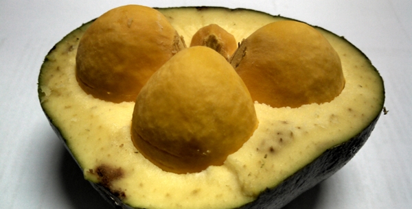 Conselho Pró-Pequi abre novo edital de incentivo à produção de frutos do cerrado