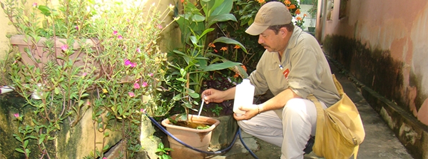 Cuidados para evitar a proliferação do Aedes devem ser reforçados