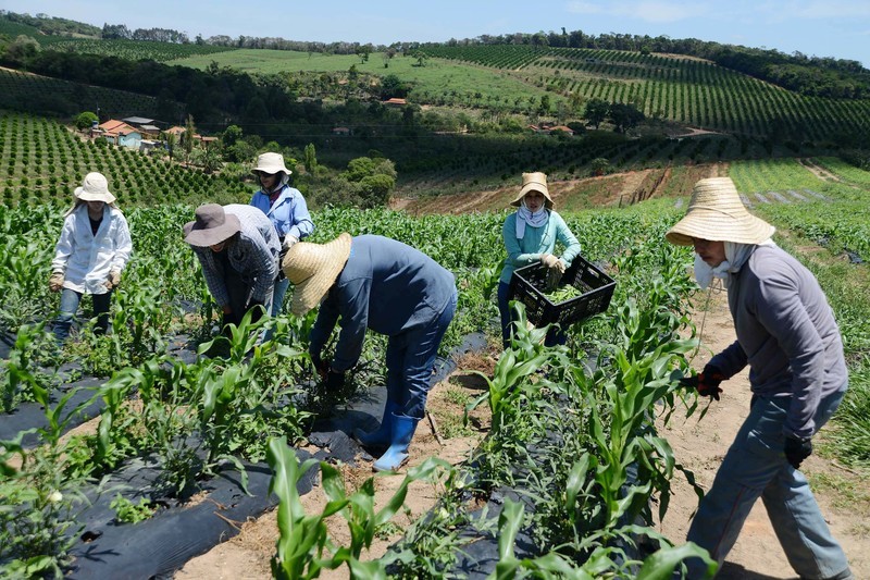 Governo de Minas Gerais lança estratégia inédita de fornecer produtos da agricultura familiar para merenda escolar