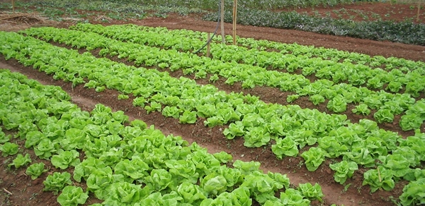 Circuito Feiras Agroecológicas marca comemorações de 70 anos da Emater-MG