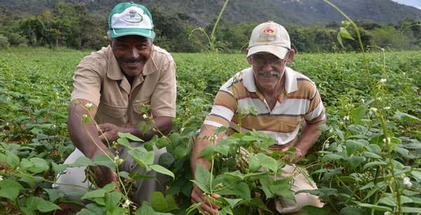Sementes distribuídas pelo Idene garantem alimento e renda para agricultores familiares