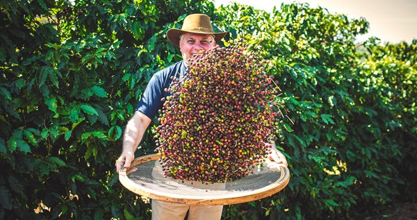 IMA concede 170 certificados internacionais para propriedades de café de Minas Gerais