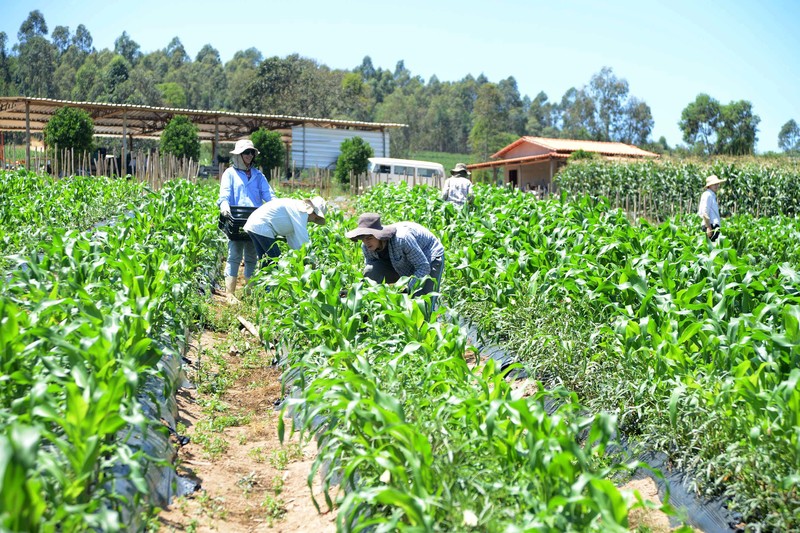 Combate à pobreza rural é foco de diversas pesquisas da Fundação João Pinheiro