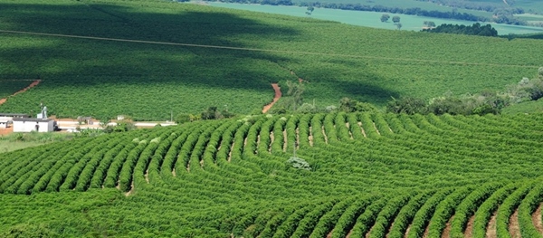 Ao completar 70 anos Emater-MG busca fortalecer a cadeia produtiva do café