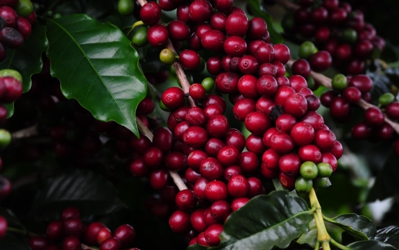 O programa prevê financiamento para o setor a partir da criação de um Fundo de Investimento nas Cadeias Produtivas do Agronegócio (Fiagro)
