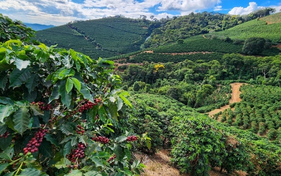 Minas Gerais é o maior produtor de café do país e um dos principais produtores de café arábica do mundo