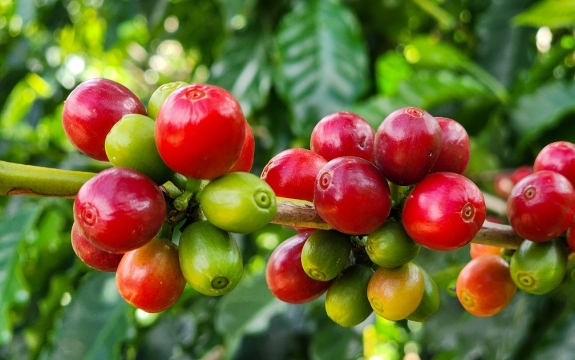 Principal commodity exportada pelo agro mineiro, o café garantiu o bom desempenho do setor