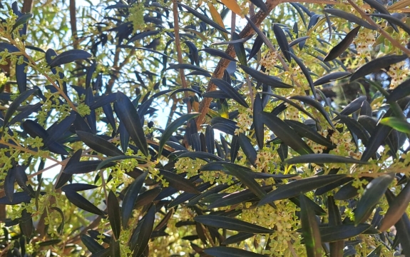 O acompanhamento da florada é o passo inicial para a projeção da próxima safra