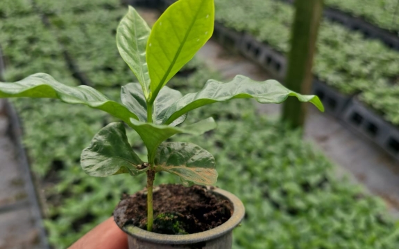 As ações incluem a produção de mudas de novas cultivares de café