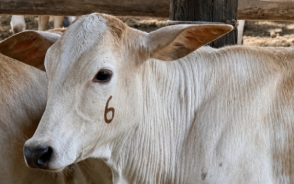 Animais vacinados recebem marcas garantindo que foram imunizados