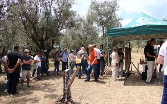 Produtores e pesquisadores na Azeitech