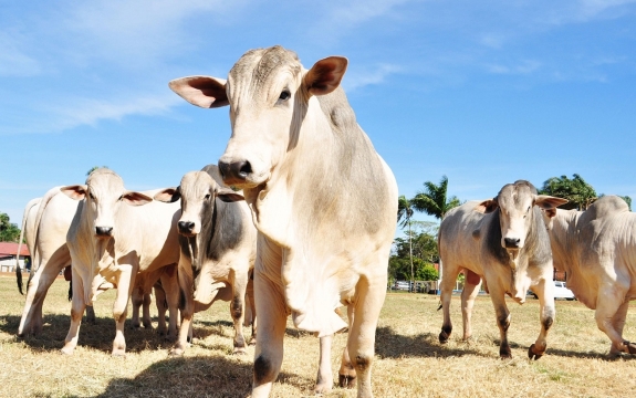O segmento das carnes foi o principal destaque de crescimento no quadrimestre
