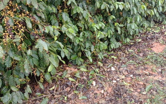 Produção de café afetada pelas chuvas de granizo
