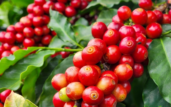 Café ainda é dominante nas exportações do agronegócio mineiro