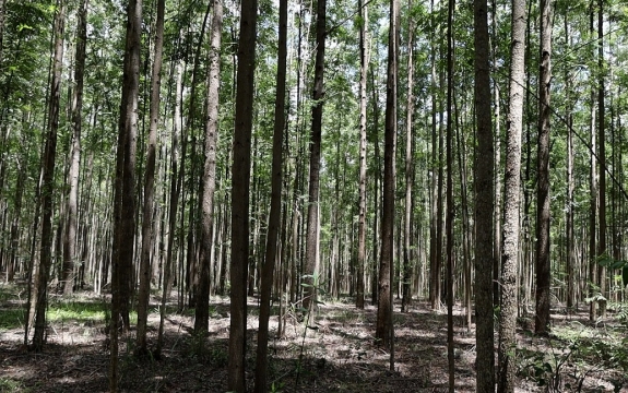 Alexandre Amaral - Emater-MG