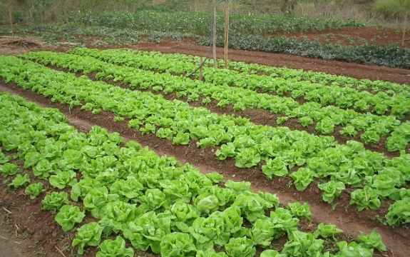 O foco do curso é ensinar os produtores a produzir adubos orgânicos, organominerais, fertilizantes líquidos