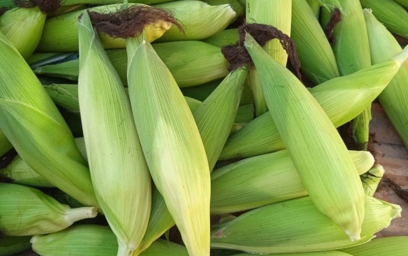 Divulgação Emater-MG