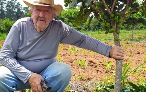 Antônio Alves Salgado produz macadâmia, em Andrelândia, no Sul de Minas