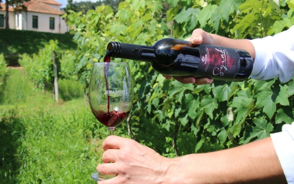 Vinho de inverno produzido por meio da tecnologia de dupla poda da viveira
