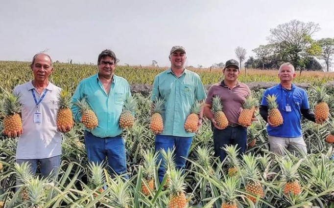 Serão lançadas duas novas cultivares de abacaxi, BRS Sol Bahia e BRS Diamante