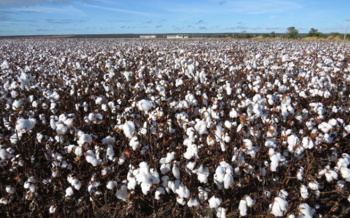 Ações de defesa fitossanitária, aliadas ao cadastro das propriedades no IMA, contribuem para o fortalecimento do setor
