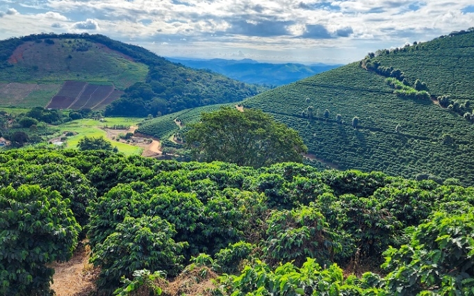Sozinho, esse setor representa 67% do faturamento do setor agropecuário mineiro