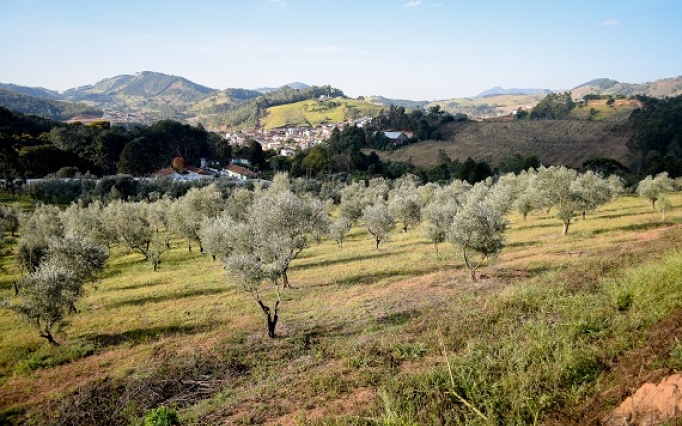 Esta árvore milenar tem emergido cada vez mais como um pilar do bem-estar global