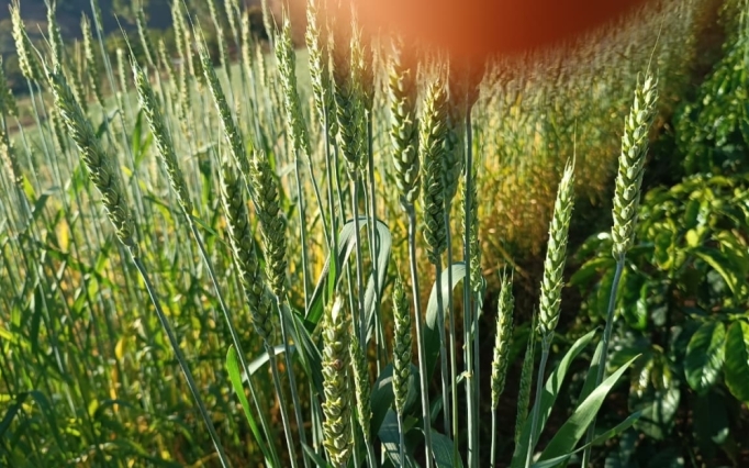 A silagem de trigo forrageiro irrigado pode ser utilizada  para a alimentação animal