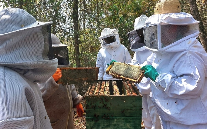 A qualidade do mel é preservada quando o produto processado mantém as mesmas características que apresentava nos favos