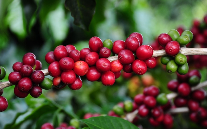 As lavouras representaram 67% do faturamento do setor agropecuário mineiro.