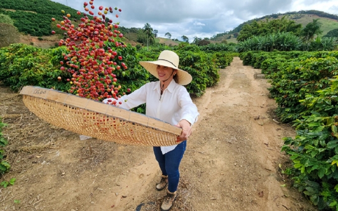 O café respondeu por 57,2% do valor total exportado do agro mineiro
