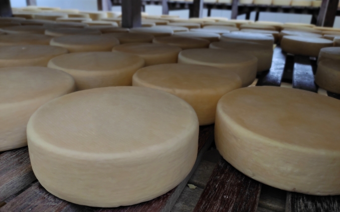 Entreposto de queijo