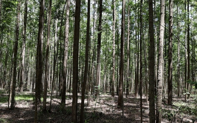 Cresce o uso da madeira de reflorestamento como fonte energética e insumo produtivo na agroindústria