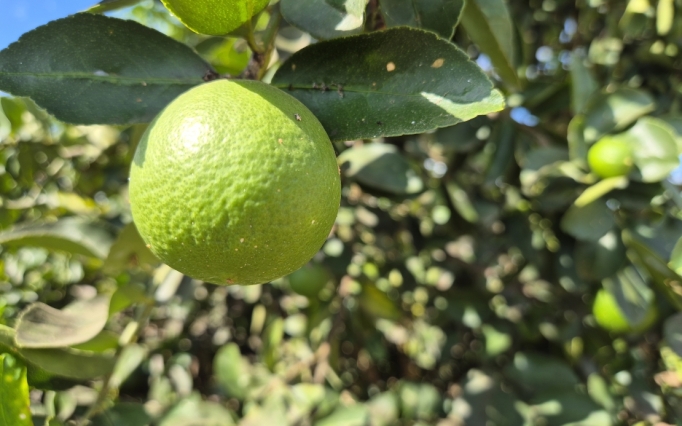 A doença compromete a produção, reduz a qualidade dos frutos e pode levar à morte das plantas