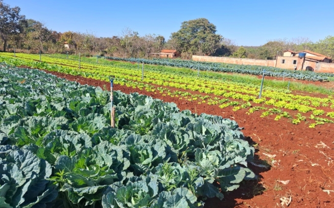 Uma sugestão para o carnaval é aproveitar o tempo livre para fazer uma horta doméstica