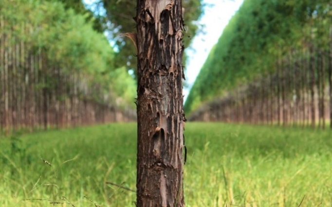 silvicultura eucaliptos