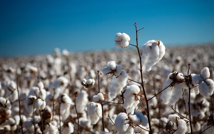 Milho, soja, arroz e algodão responderam juntos por cerca de 47 milhões de toneladas desse crescimento