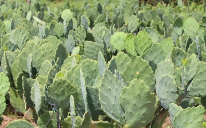 As atividades serão realizadas em Janaúba e Nova Porteirinha
