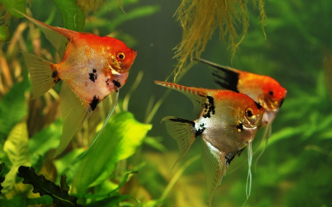 A capacitação será direcionada aos produtores locais, que terão a oportunidade de se aprofundar em temas importantes da piscicultura