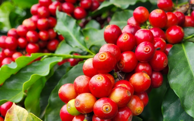 Café ainda é dominante nas exportações do agro mineiro