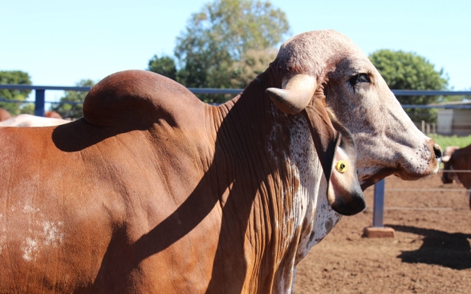 O Leilão Gir Leiteiro integra a programação oficial da Expozebu com a oferta de 40 animais