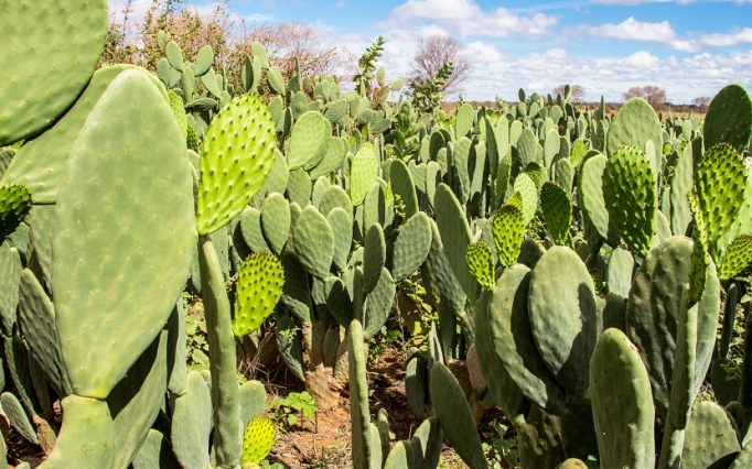 A palma forrageira é resiliente, eficiente no uso da água e tem alto potencial produtivo