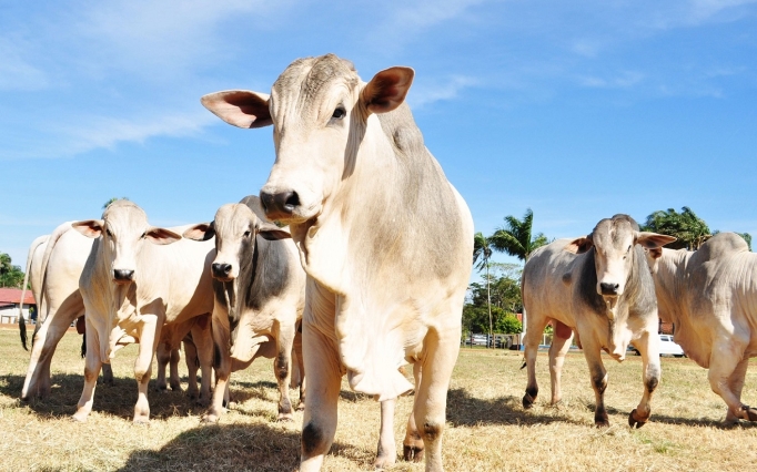 O segmento das carnes foi o principal destaque de crescimento no quadrimestre