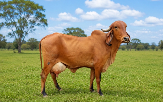 O animal é referência nacional na seleção e no melhoramento genético do gado Gir Leiteiro