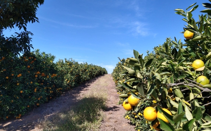As iniciativas buscam ampliar as oportunidades para a fruticultura regional