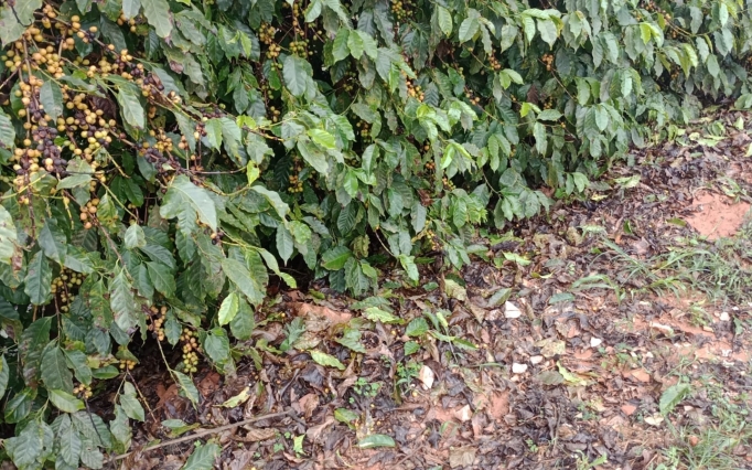 Danos: Lavouras de café e chuvas de granizo